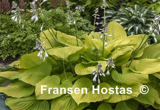 Hosta Age of Gold